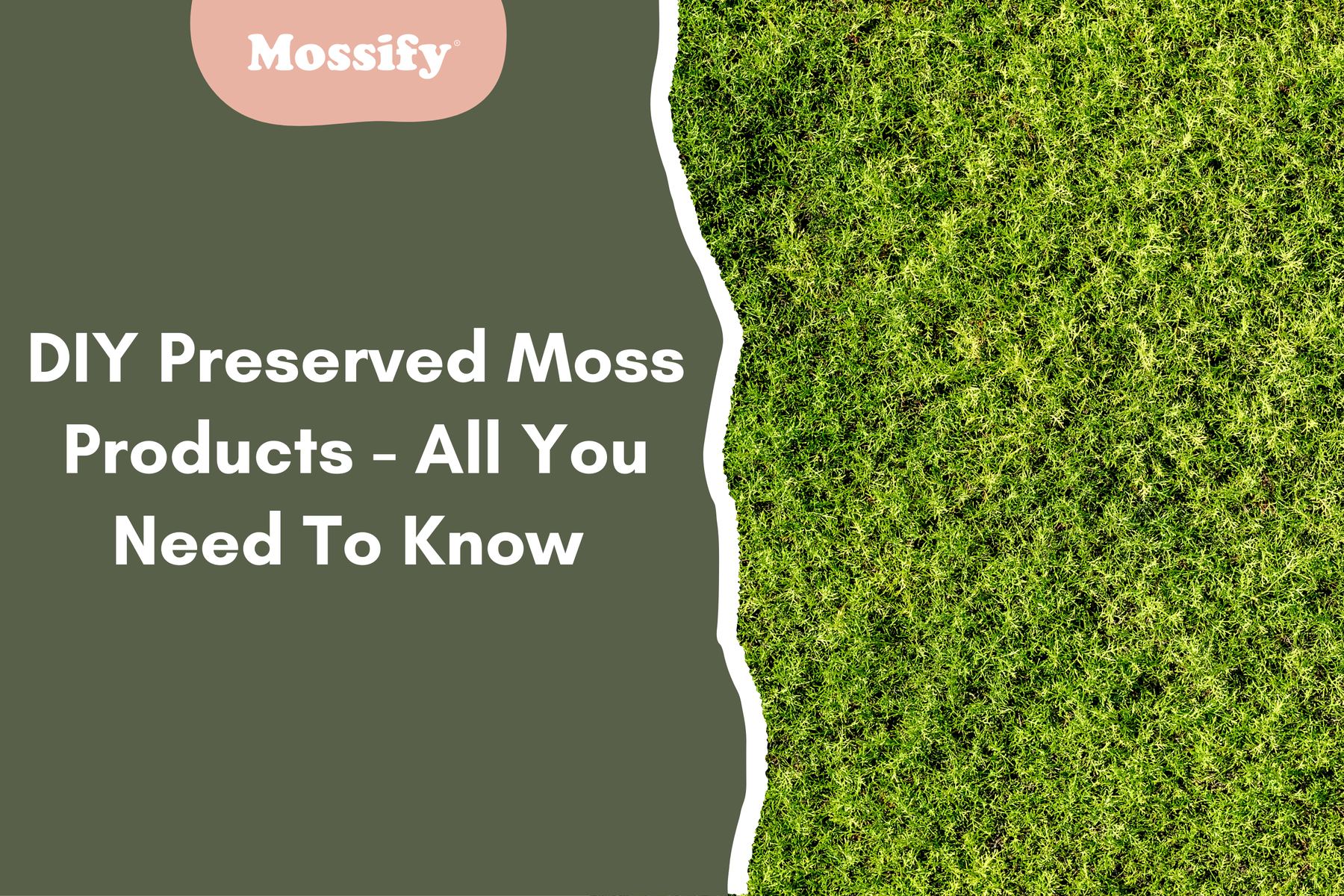 DIY Preserved Moss Products - All You Need To Know