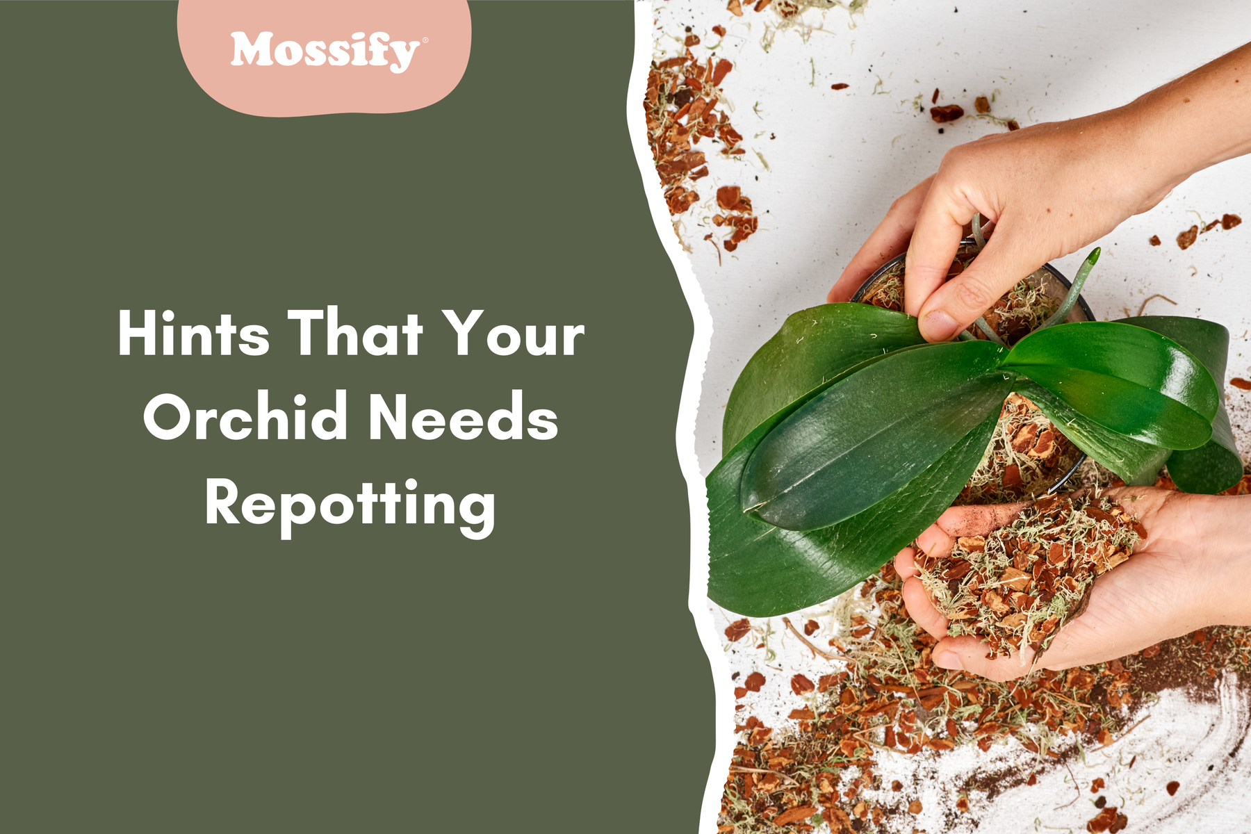 Hints That Your Orchid Needs Repotting