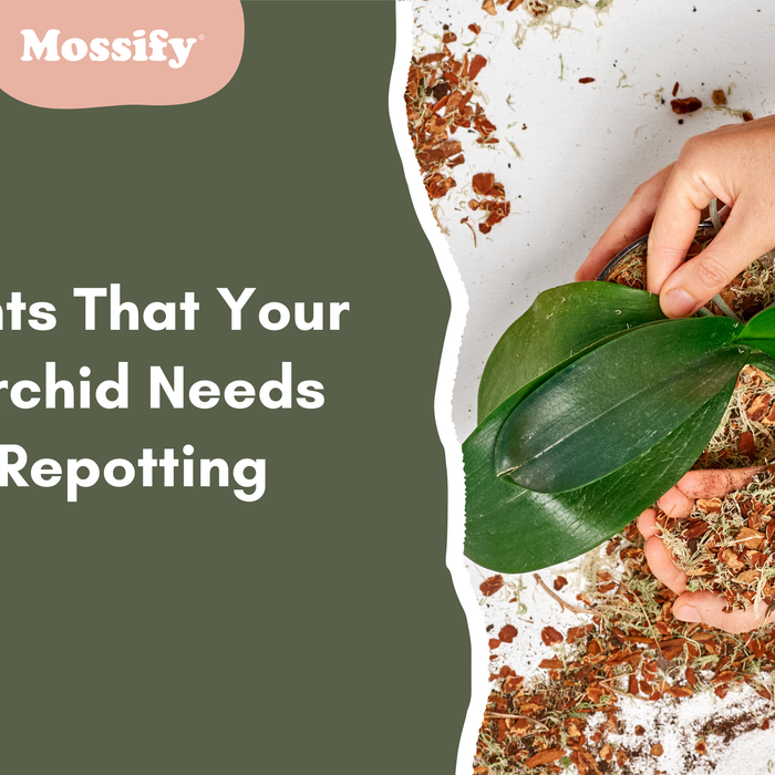 Hints That Your Orchid Needs Repotting