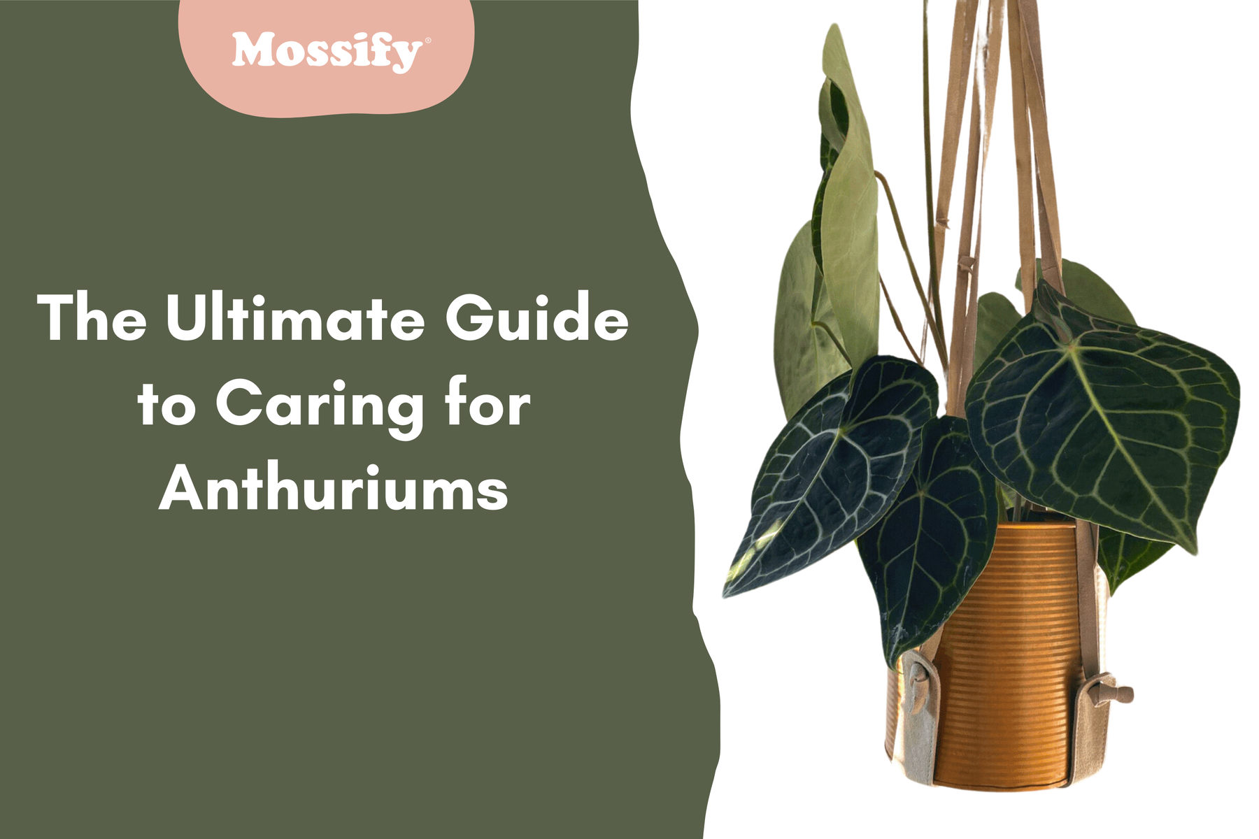 The Ultimate Guide to Caring for Anthuriums