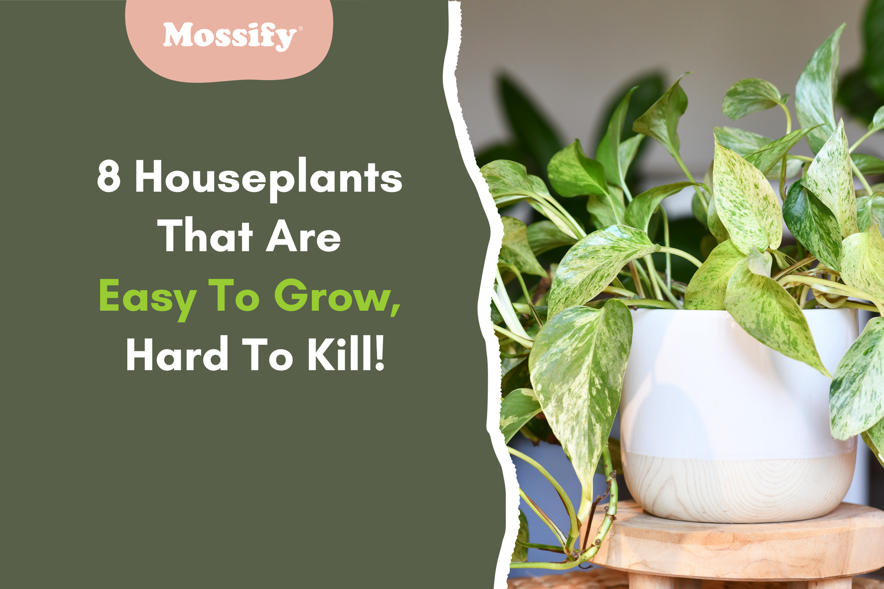 8 Houseplants That Are Easy to Grow, Hard to Kill