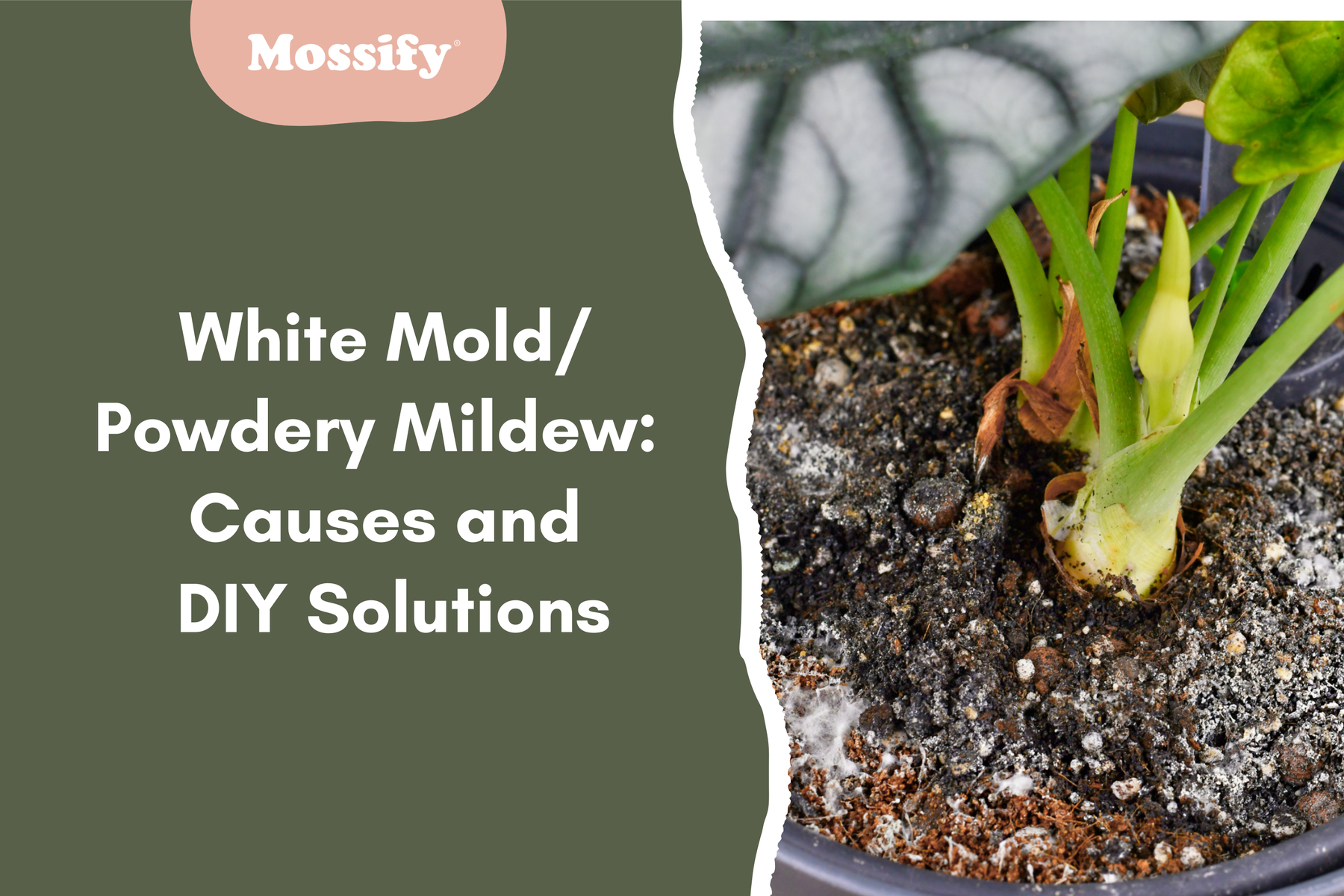 White Mold on Plants: Causes and DIY Solutions