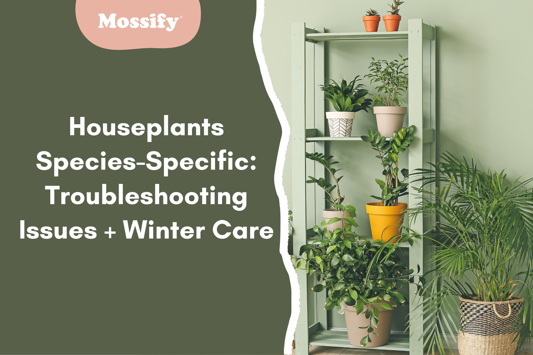 Houseplants Species-Specific: Troubleshooting Issues + Winter Care