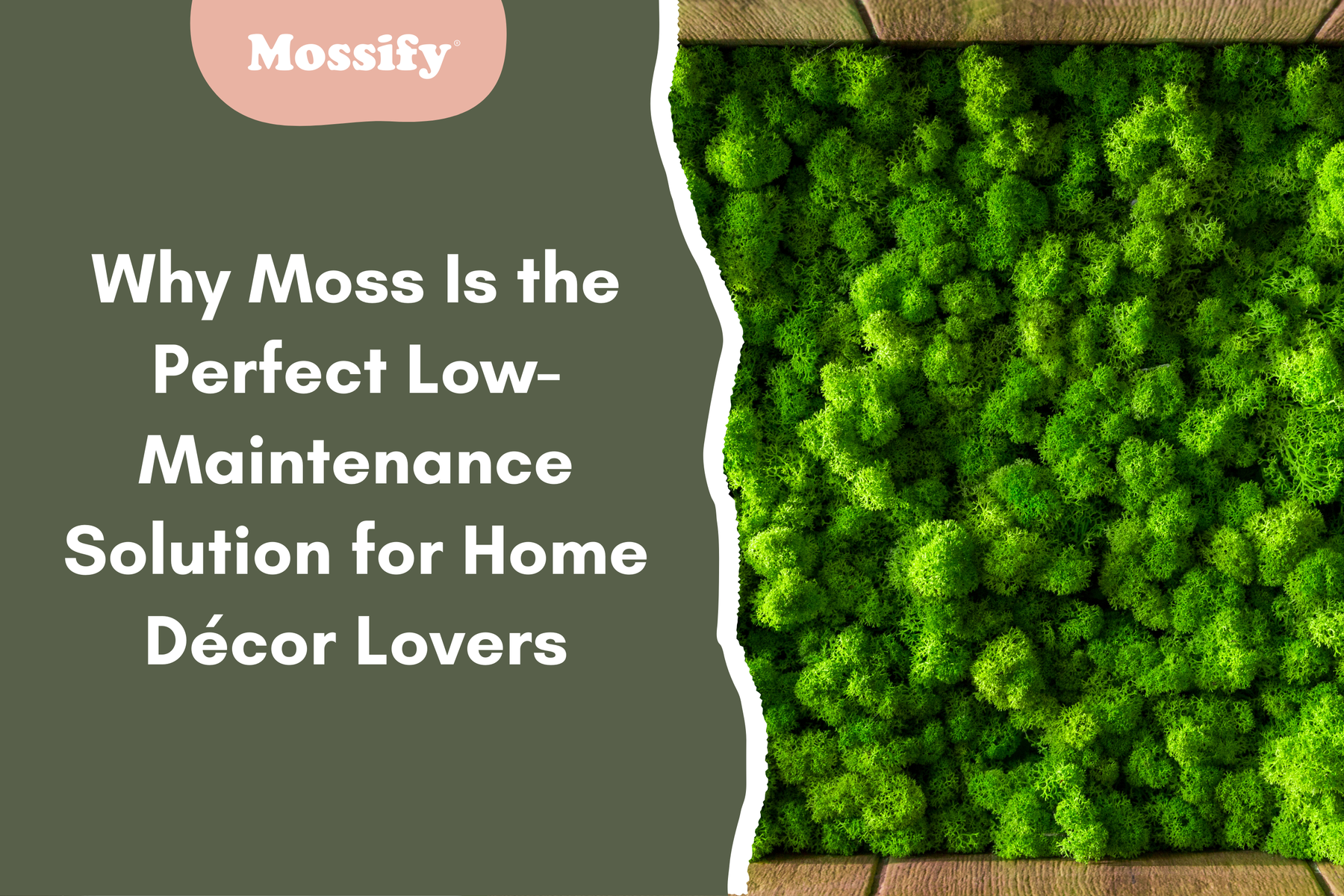 Why Moss Is the Perfect Low-Maintenance Solution for Home Décor