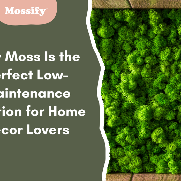 Why Moss Is the Perfect Low-Maintenance Solution for Home Décor