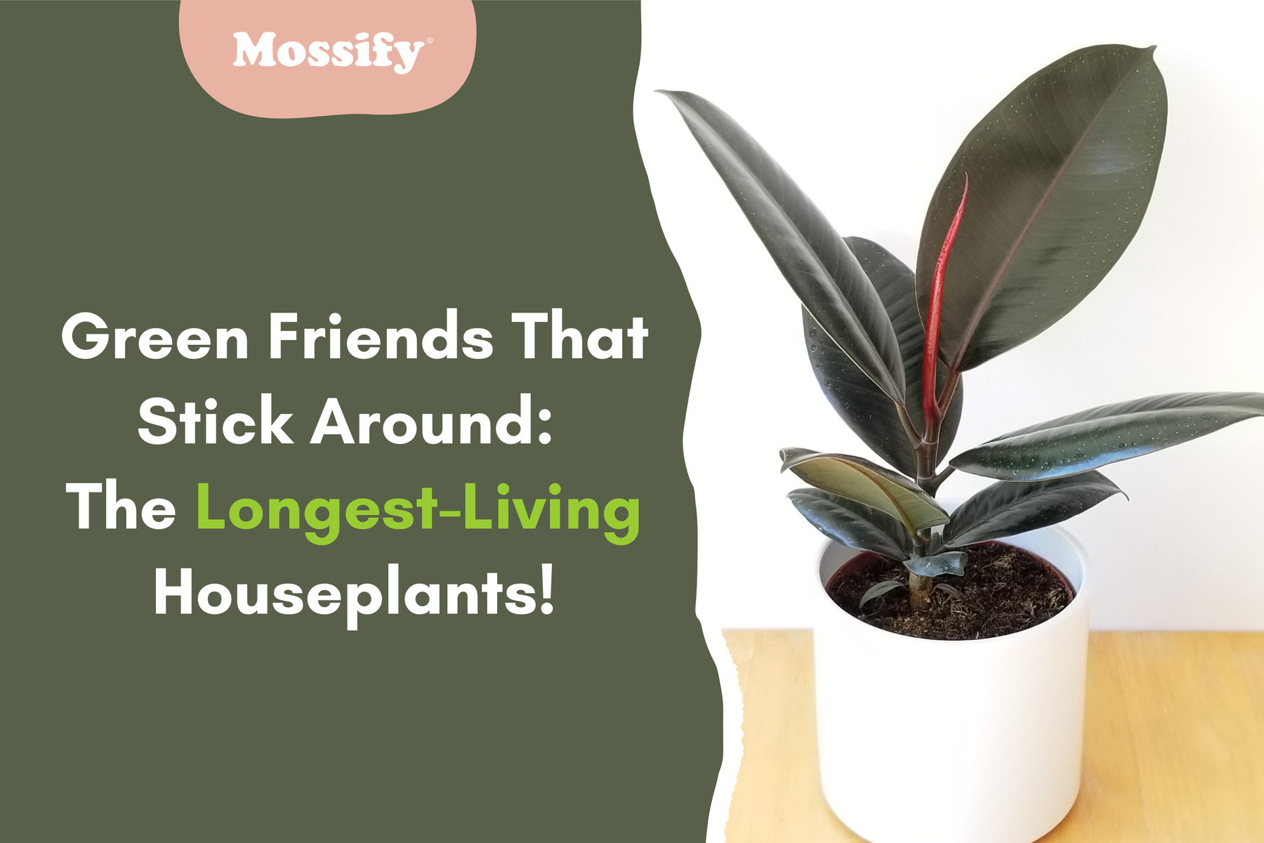 Green Friends That Stick Around: The Longest-Living Houseplants