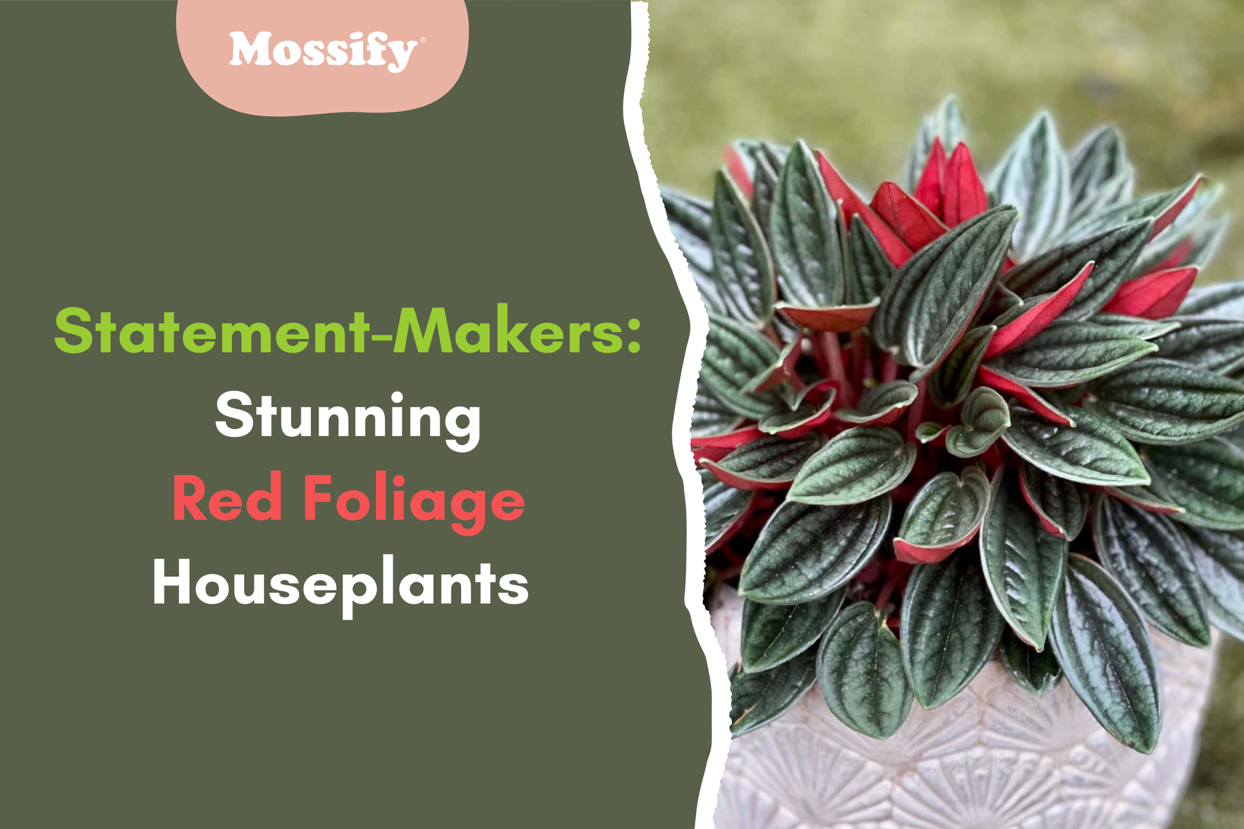 Statement-Makers: Stunning Red Foliage Houseplants