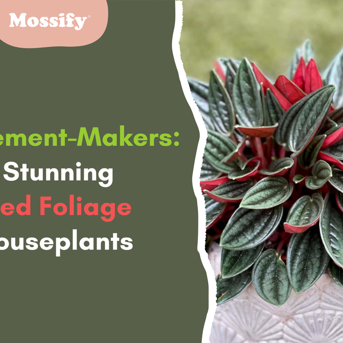 Statement-Makers: Stunning Red Foliage Houseplants