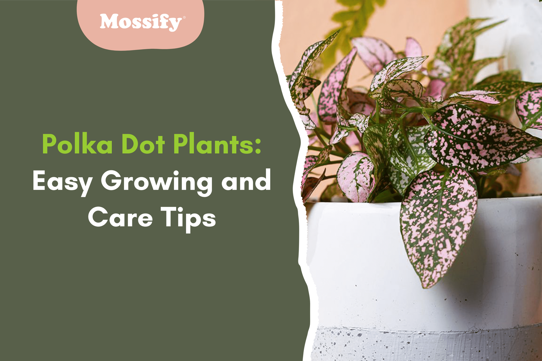 Polka Dot Plants: Easy Growing and Care Tips