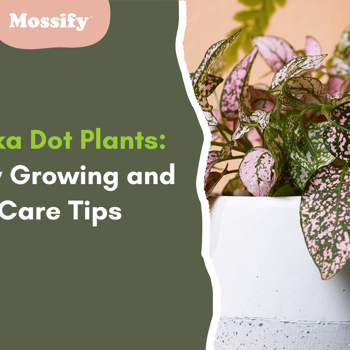 Polka Dot Plants: Easy Growing and Care Tips