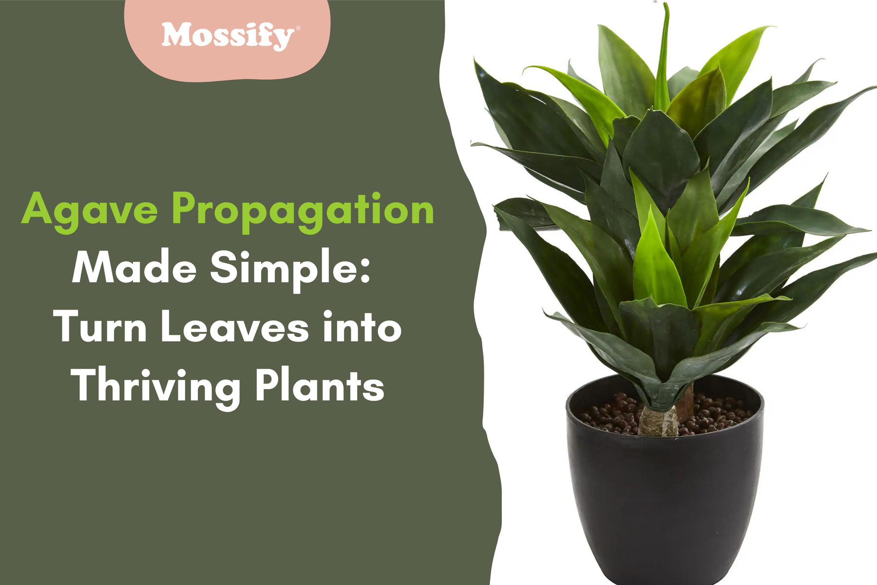 Agave Propagation Made Simple: Turn Leaves into Thriving Plants