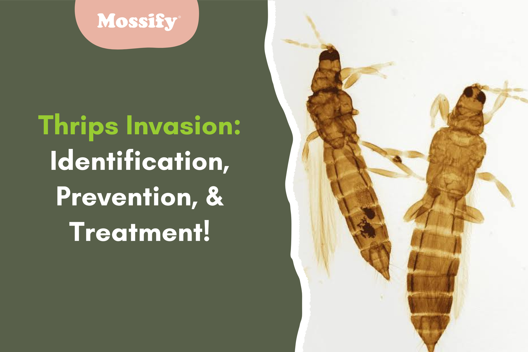 Thrips Invasion: Identification, Prevention, & Treatment!