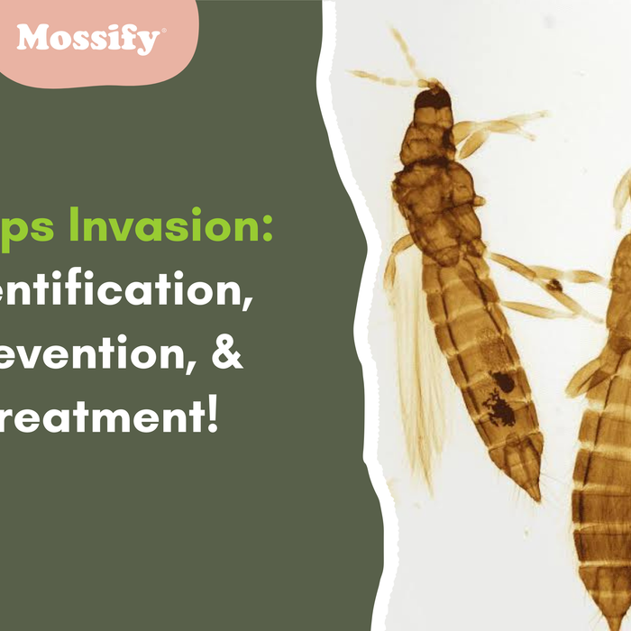 Thrips Invasion: Identification, Prevention, & Treatment!