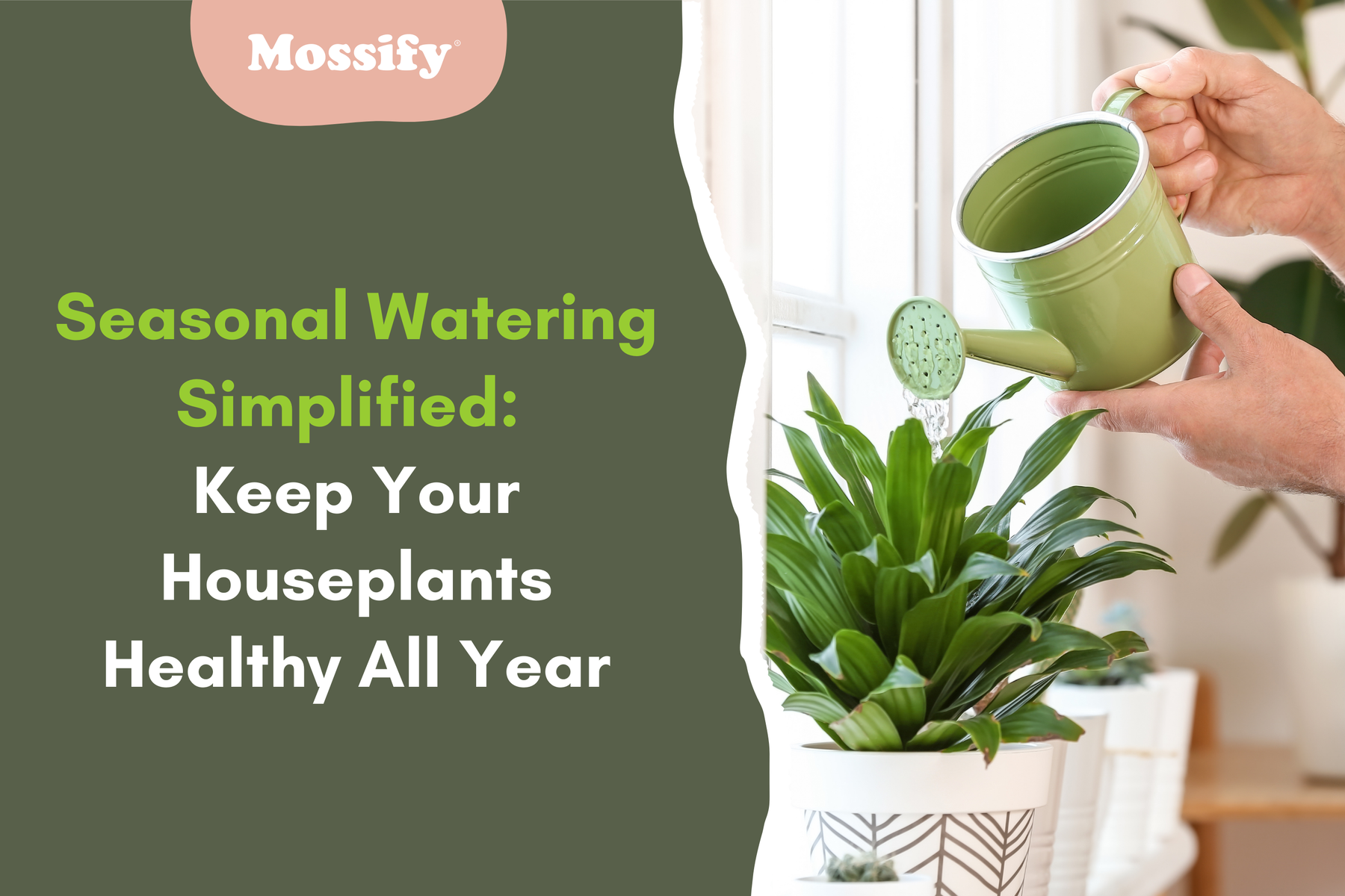 Seasonal Watering Simplified: Keep Your Houseplants Healthy All Year