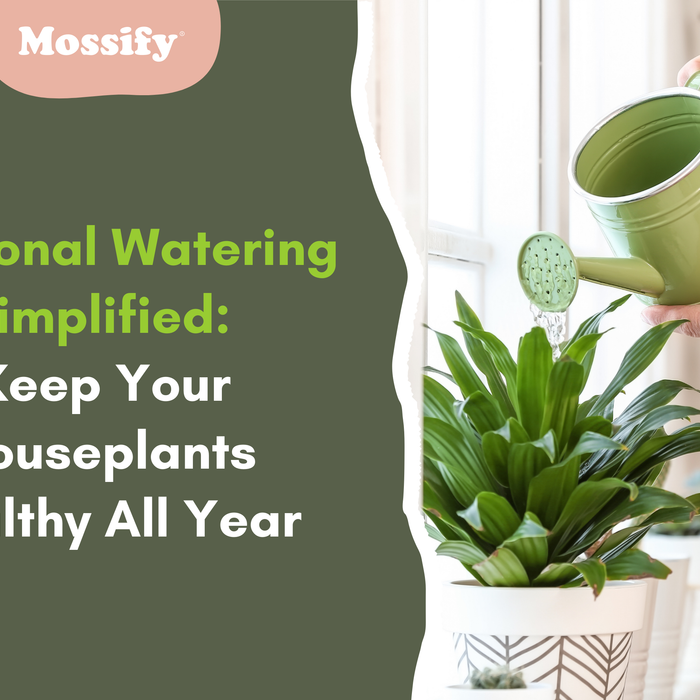 Seasonal Watering Simplified: Keep Your Houseplants Healthy All Year