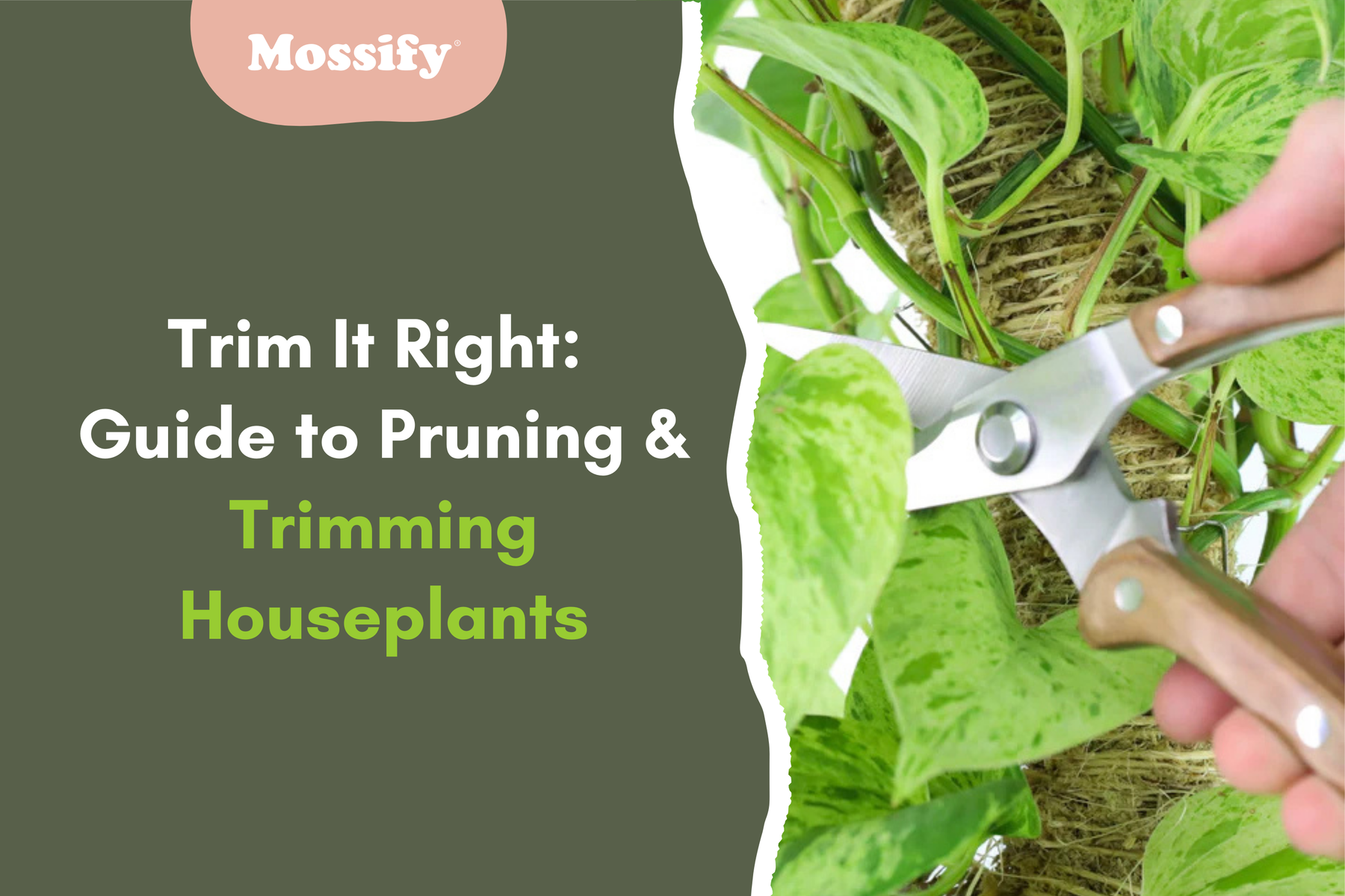 Trim It Right: Guide to Pruning and Trimming Houseplants