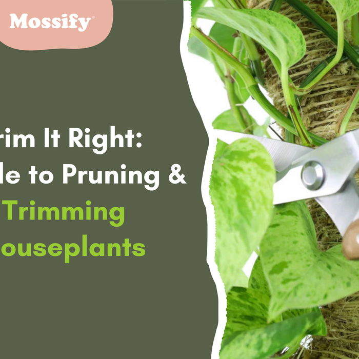 Trim It Right: Guide to Pruning and Trimming Houseplants