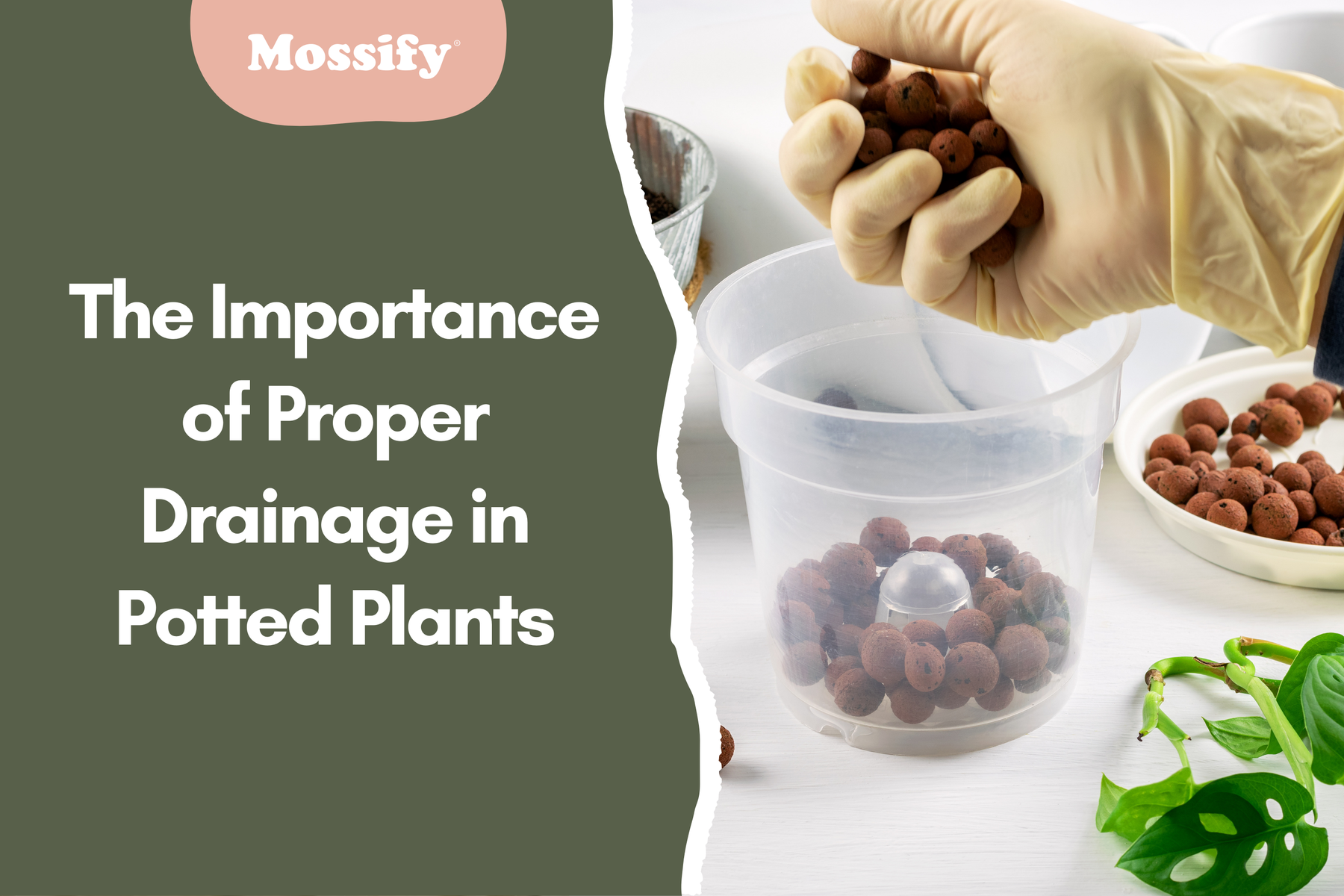 The Importance of Proper Drainage in Potted Plants