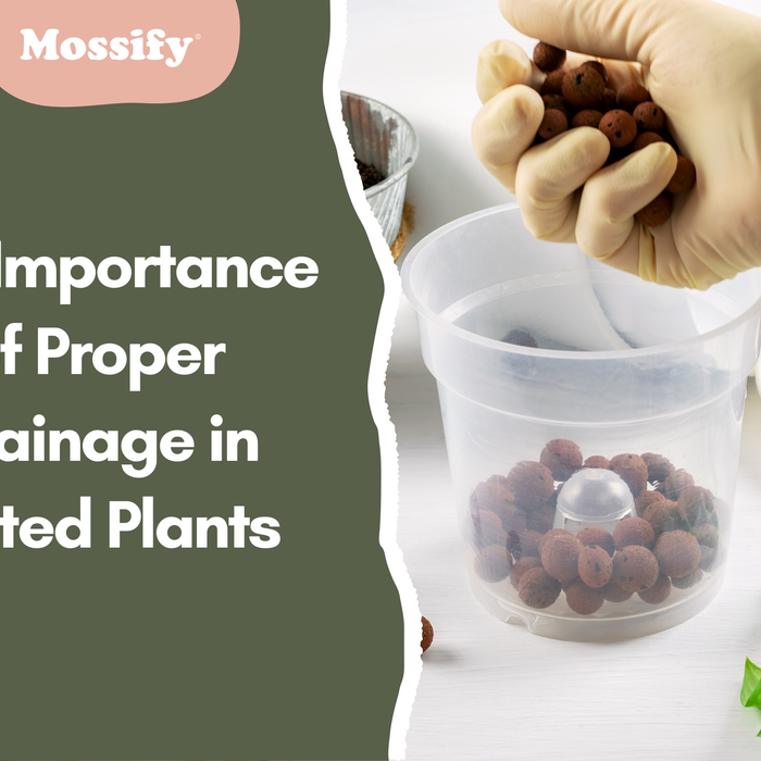 The Importance of Proper Drainage in Potted Plants