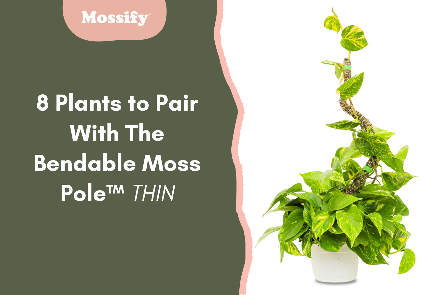 8 Plants to Pair With The Bendable Moss Pole™ 𝘛𝘏𝘐𝘕