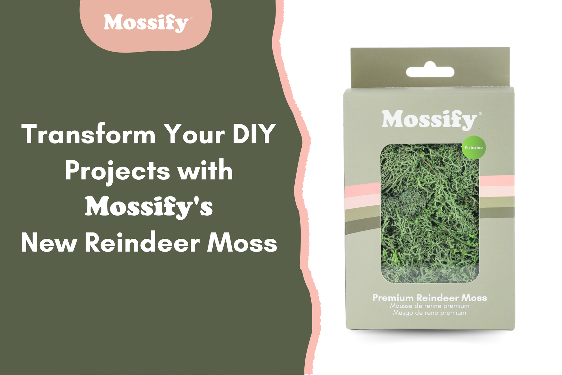 Transform Your DIY Projects with Mossify's New Reindeer Moss