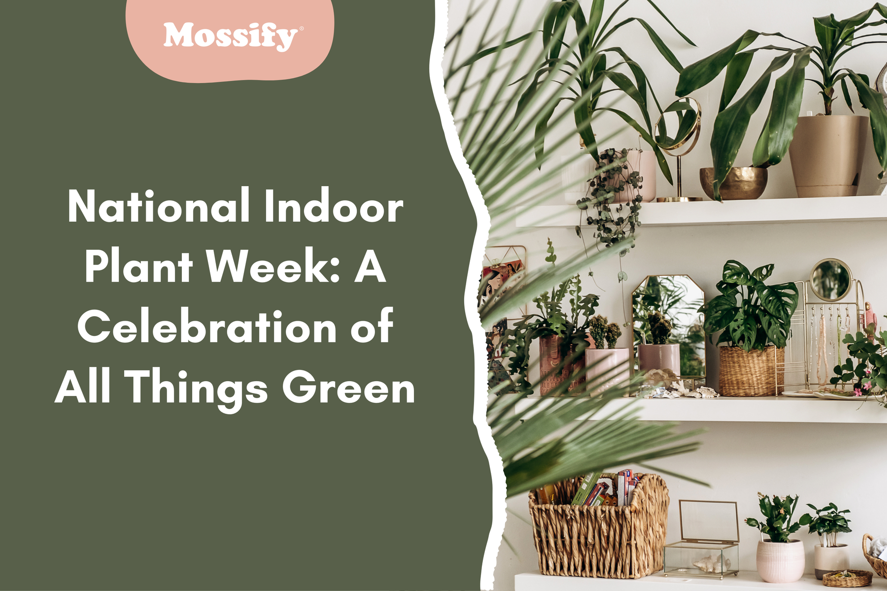 National Indoor Plant Week: A Celebration of All Things Green