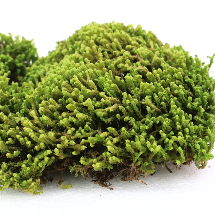 Velvet Moss (Taxiphyllum deplanatum)