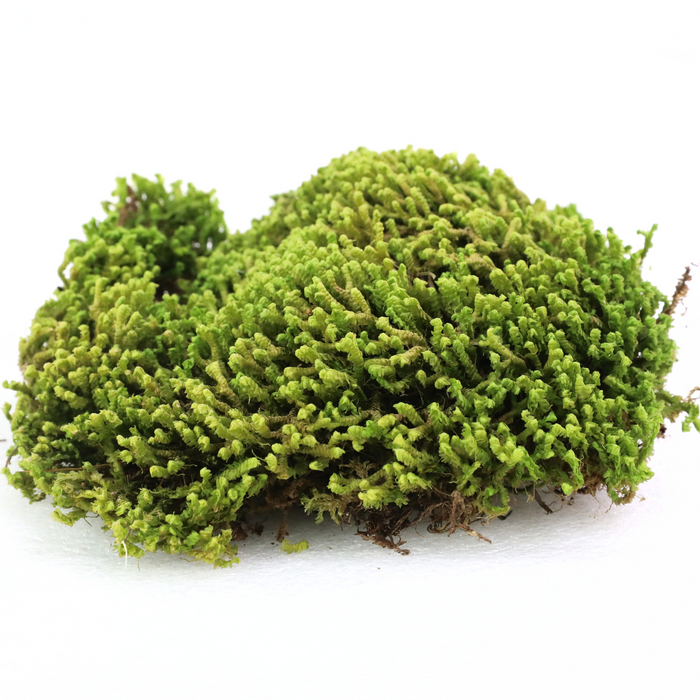 Velvet Moss (Taxiphyllum deplanatum)