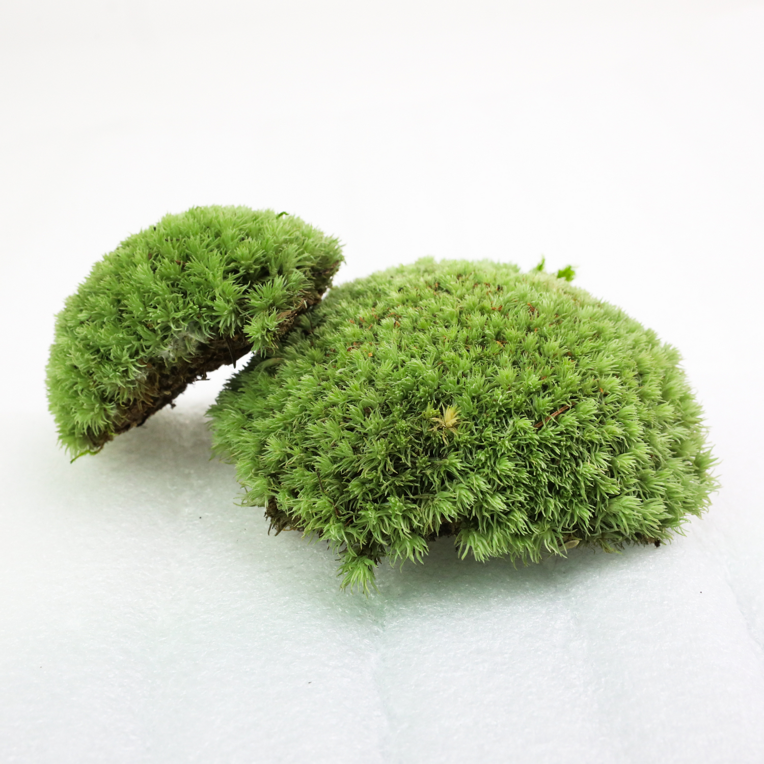 Cushion Moss (Leucobryum Glaucum)