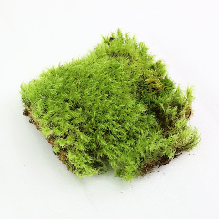 Mood Moss (Dicranum)