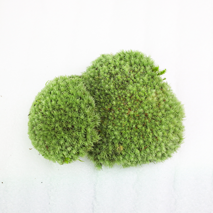 Cushion Moss (Leucobryum Glaucum)