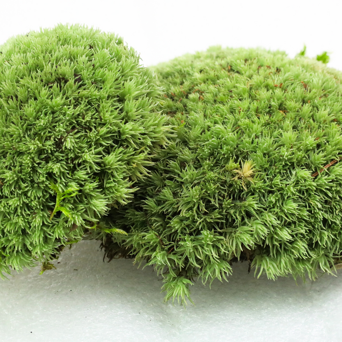 Cushion Moss (Leucobryum Glaucum)