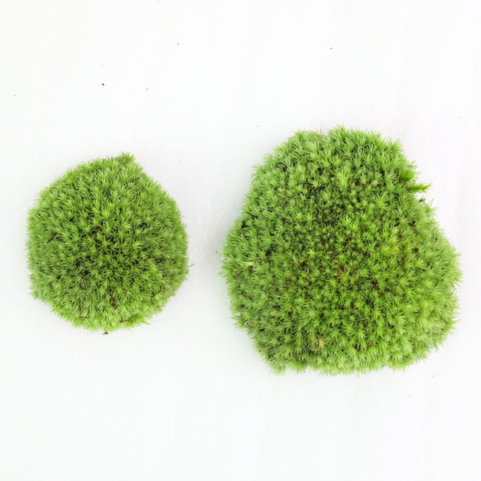 Cushion Moss (Leucobryum Glaucum)