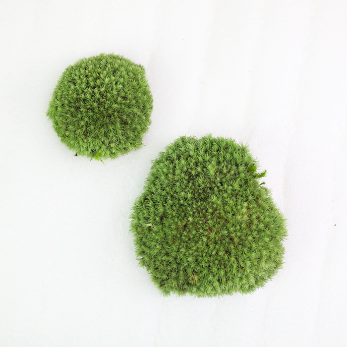 Mousse coussinée (Leucobryum Glaucum)