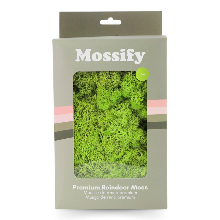 Premium Preserved Reindeer Moss