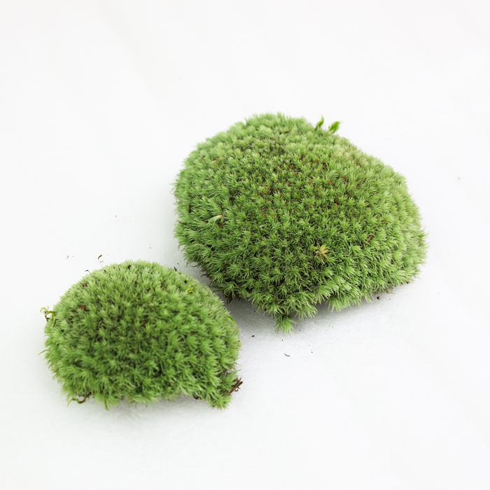 Mousse coussinée (Leucobryum Glaucum)