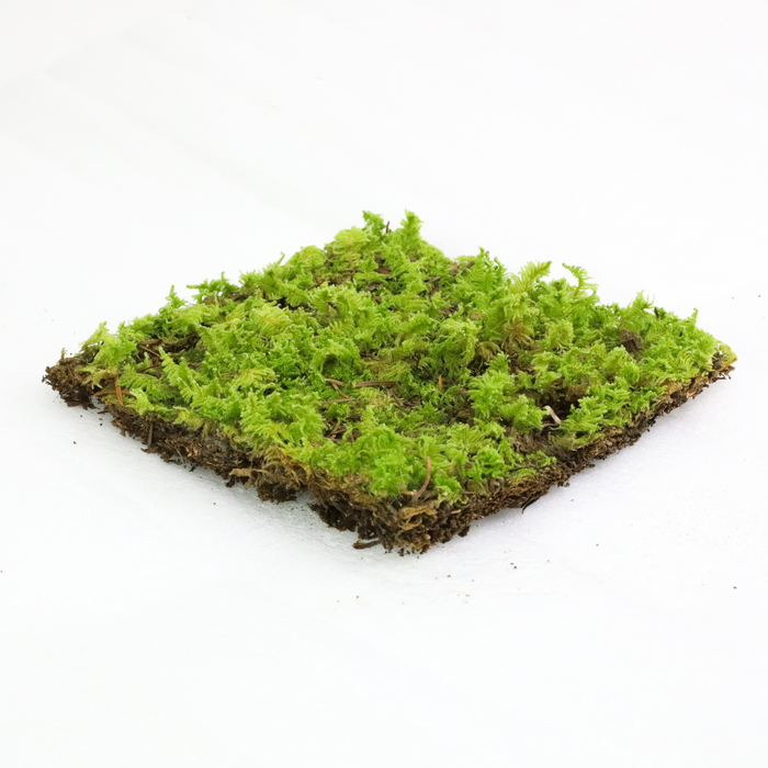 Fern Moss (Thuidium Delicatulum)