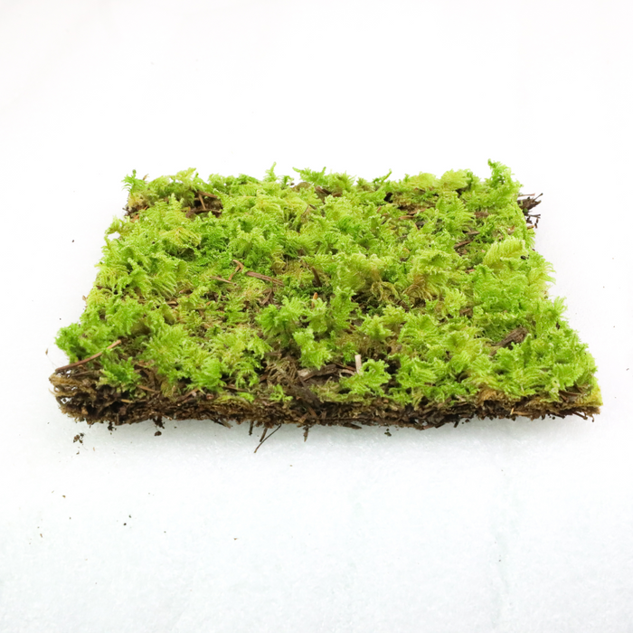 Fern Moss (Thuidium Delicatulum)