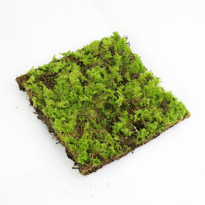 Fern Moss (Thuidium Delicatulum)