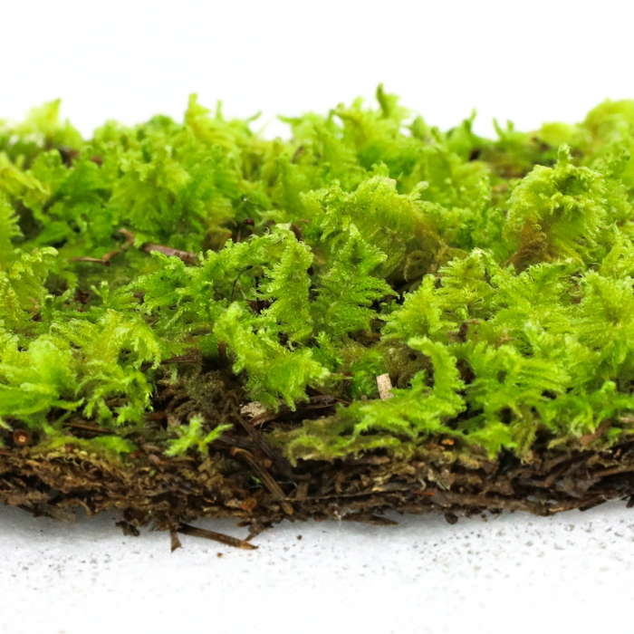 Fern Moss (Thuidium Delicatulum)