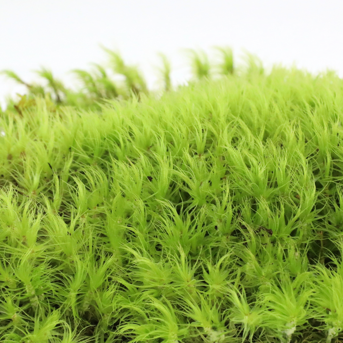 Mood Moss (Dicranum)