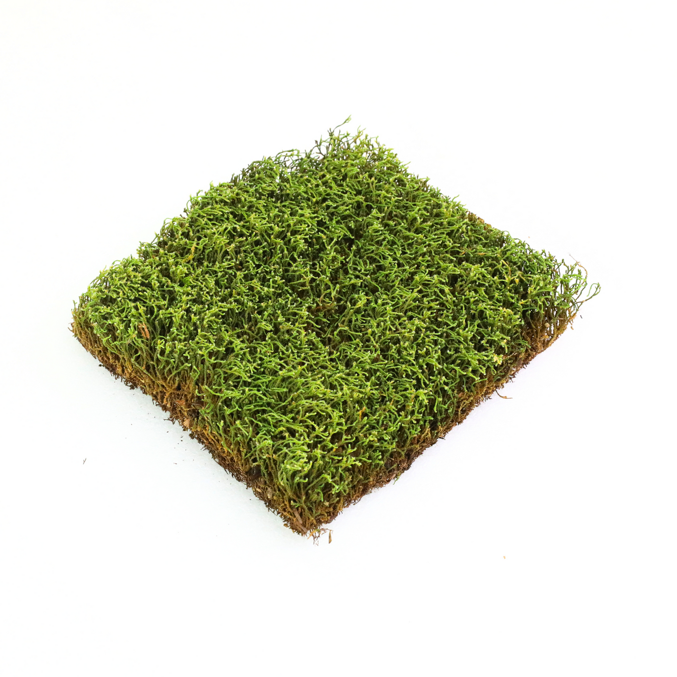 Raw Moss & Seeds