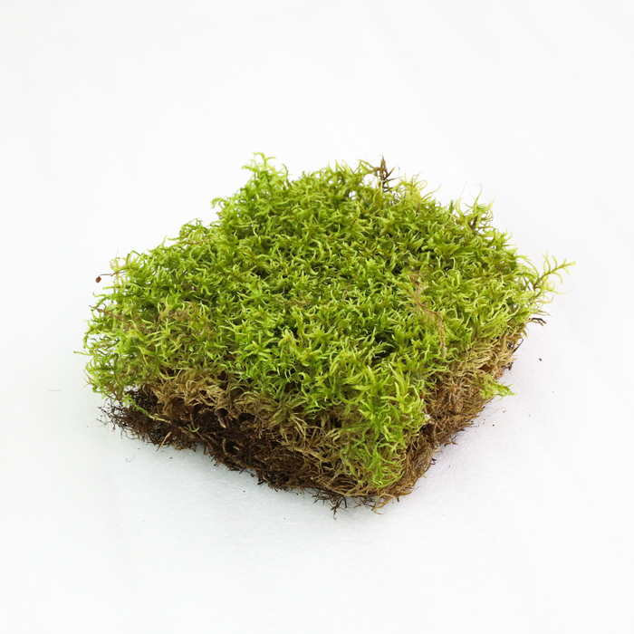 Natural Forest Moss (Pleurozium schreberi)