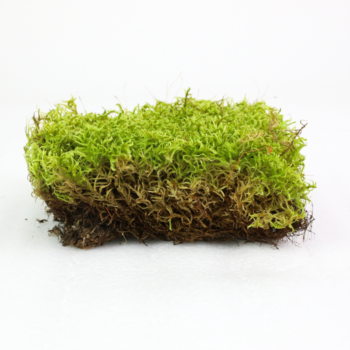 Natural Forest Moss (Pleurozium schreberi)