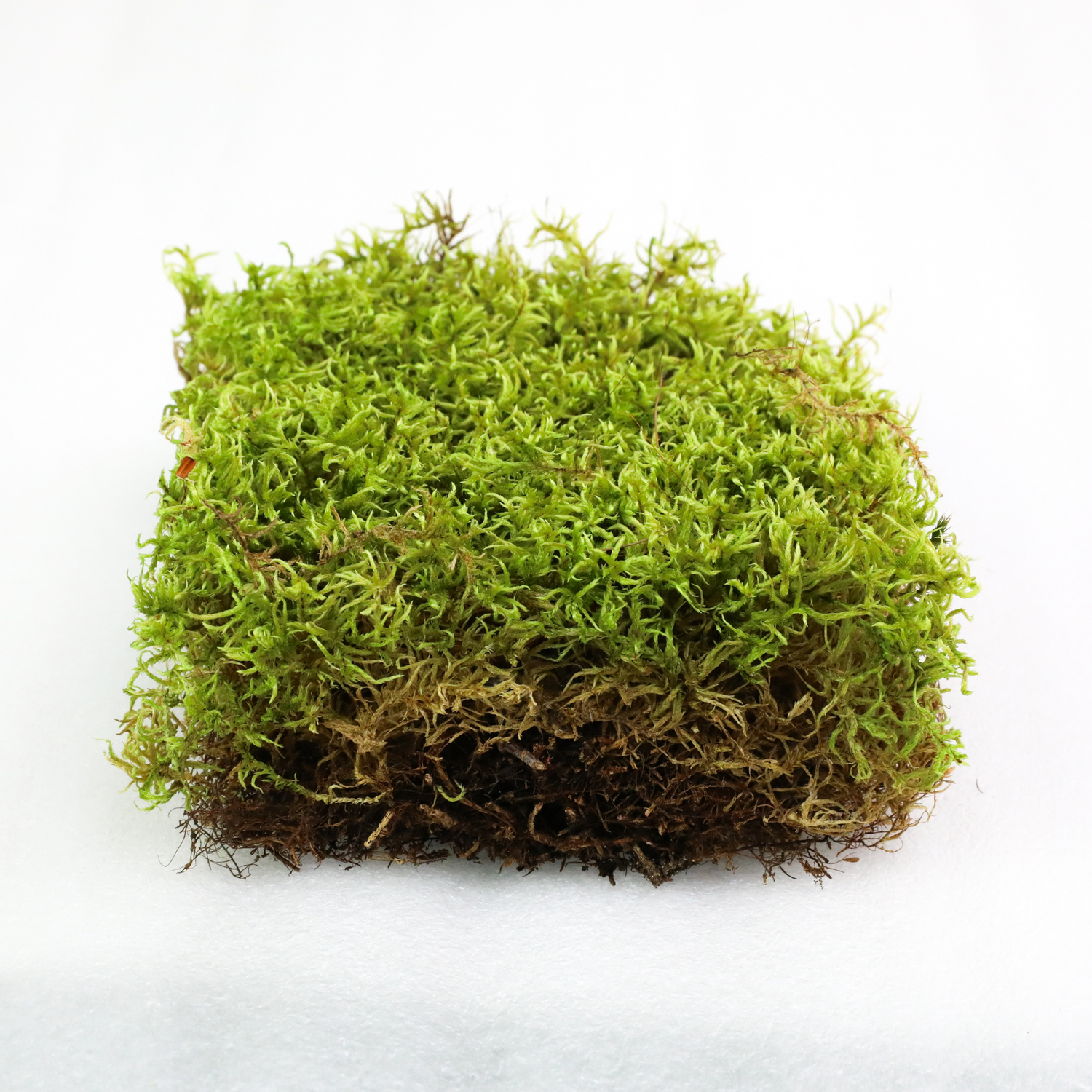 Natural Forest Moss (Pleurozium Schreberi)