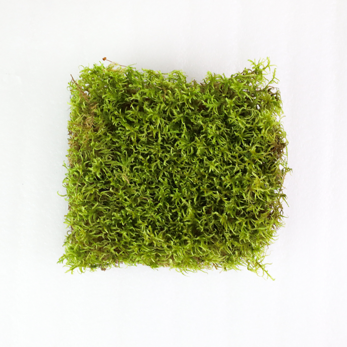 Natural Forest Moss (Pleurozium schreberi)