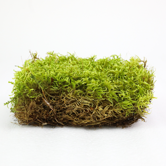 Natural Forest Moss (Pleurozium schreberi)