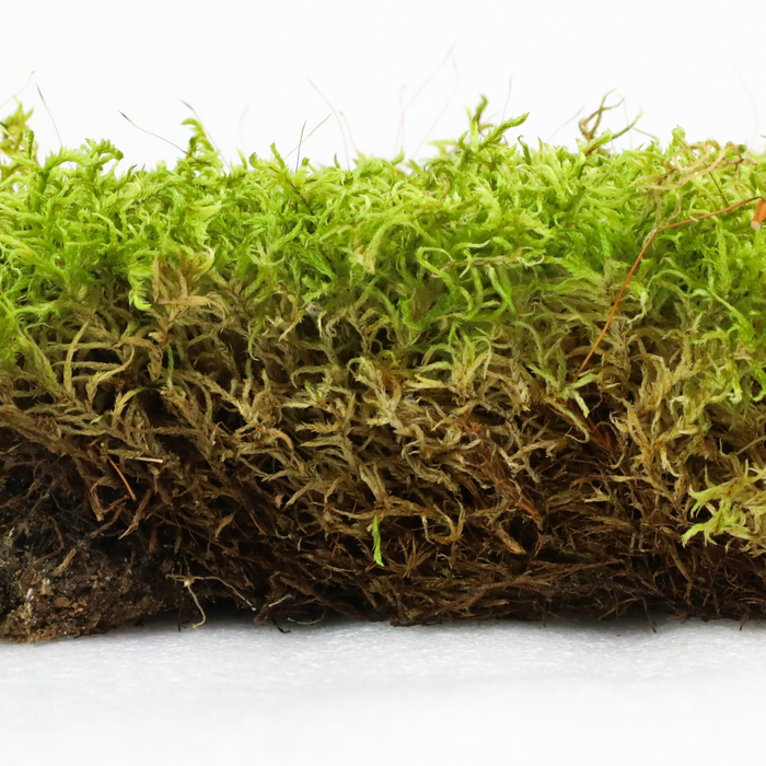 Natural Forest Moss (Pleurozium schreberi)