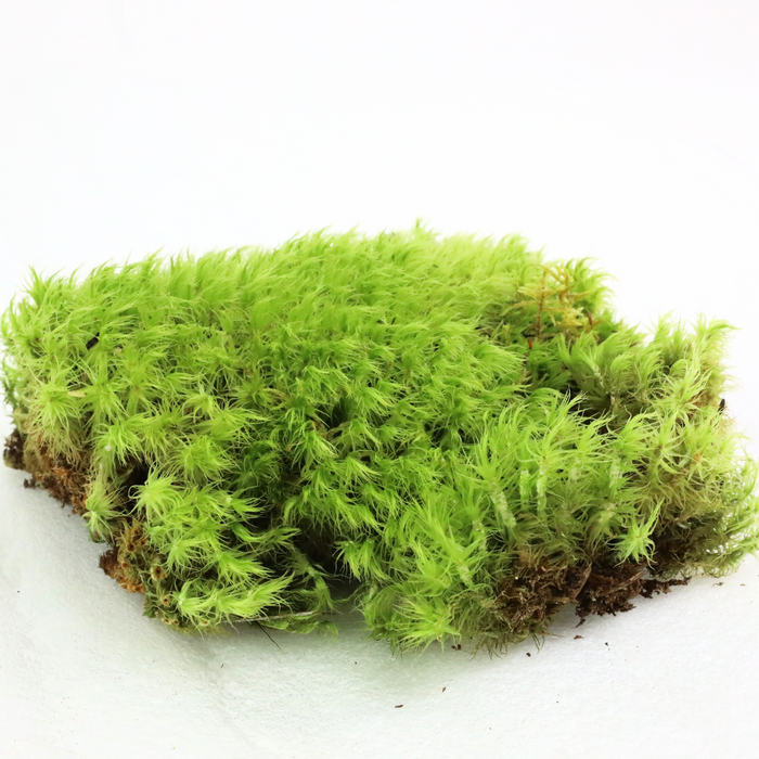 Mood Moss (Dicranum)