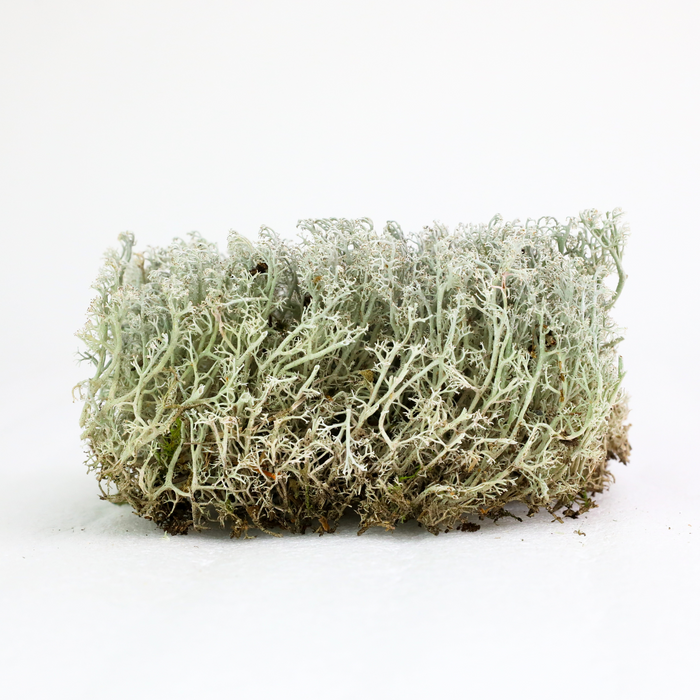 Lichen Moss (Cladonia Rangiferina)